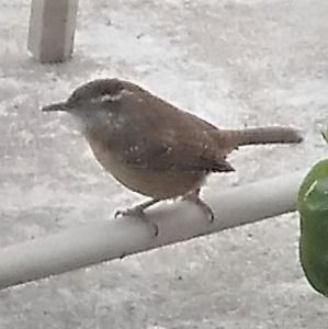 Meet your Posher, Joyce